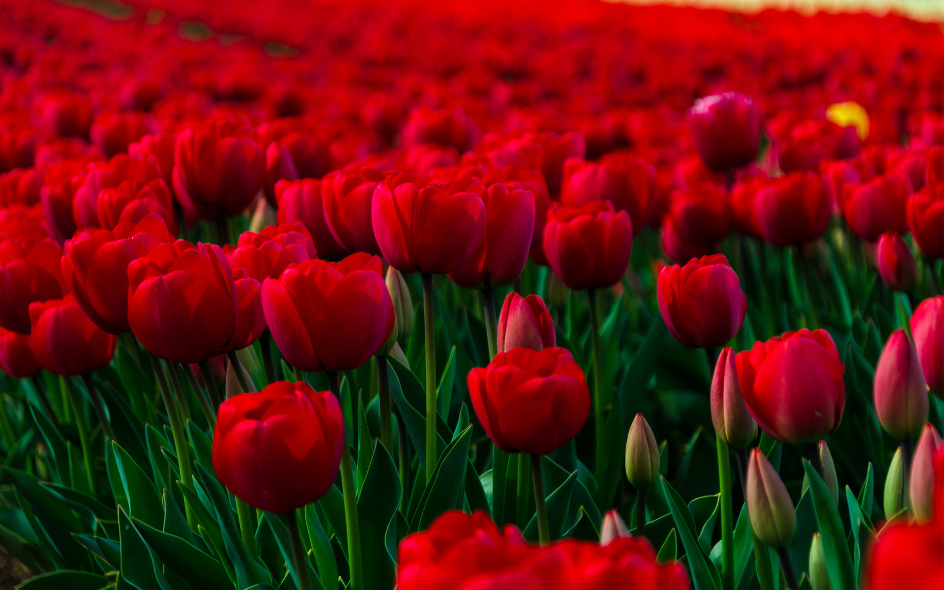 1920x1200 field of red tulips - Red Passion Wallpapers and Images