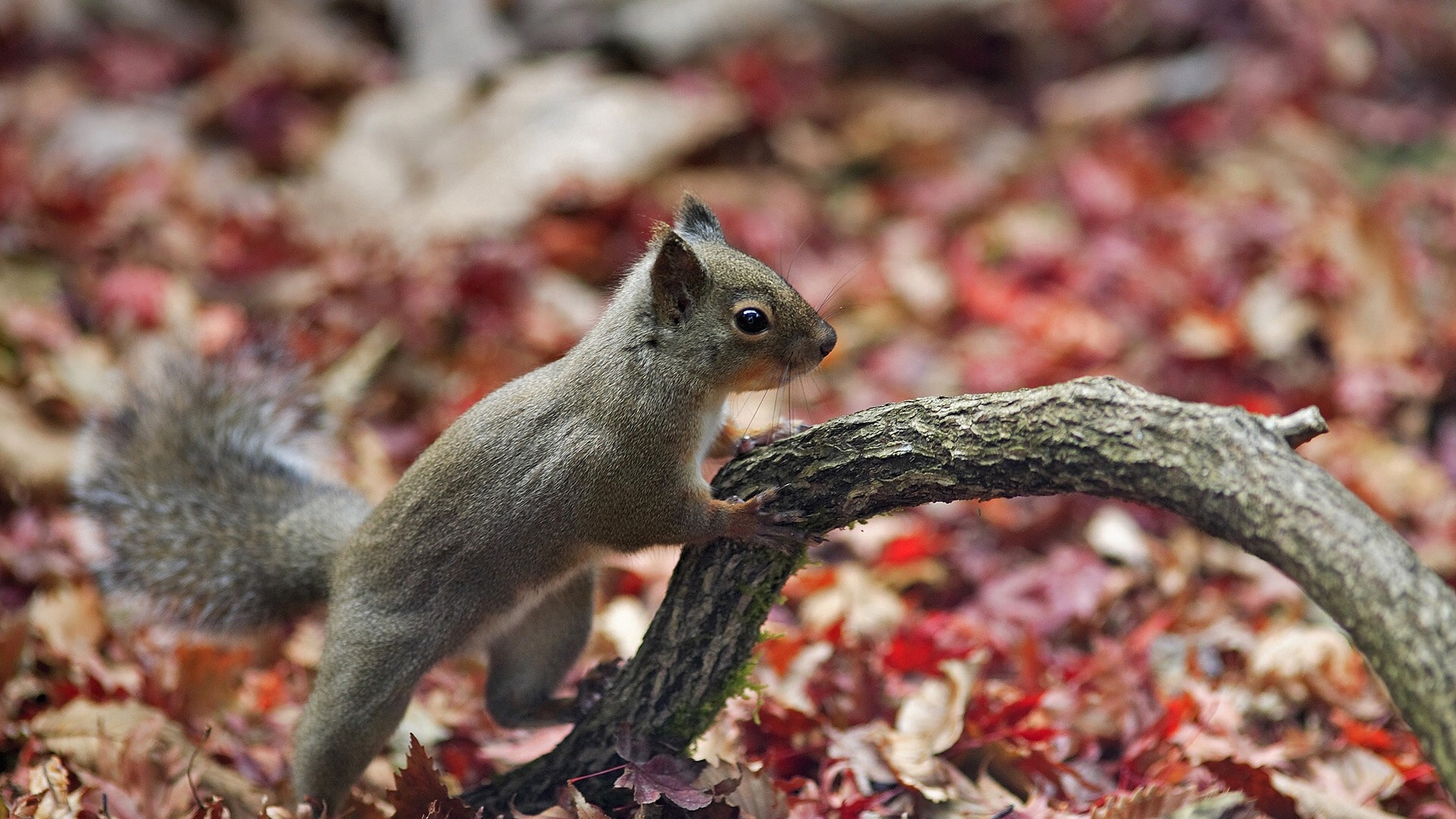 1920x1080  Wallpaper squirrel, leaves, autumn, animal