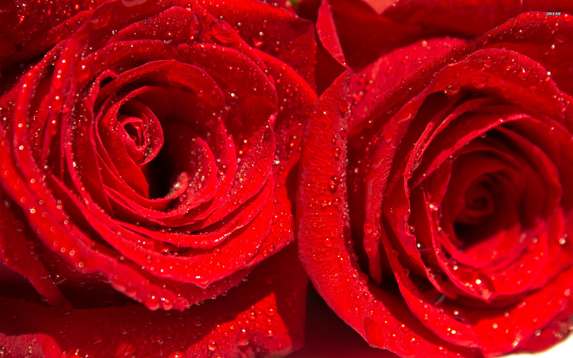 1920x1200 Red Rose With Water Drops Wallpaper 2016Ã1172 Rose With Water Drops  Wallpapers (39